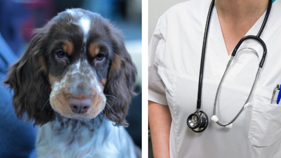 Veterinar-forgiftade-sin-hund